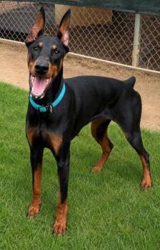 Cleo -  Doberman Pinscher and Mixed Breed Dog for Adoption in Baraboo, Wisconsin - Cleo | PetCurious
