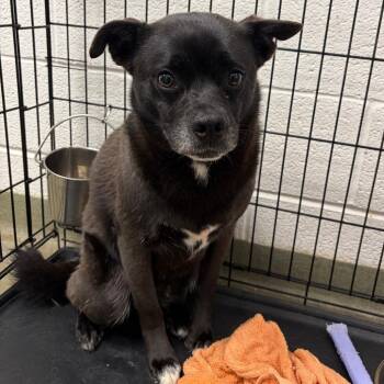 Mixed Breed Dogs Available for Adoption in Harrisonburg, Virginia - 70567 | PetCurious