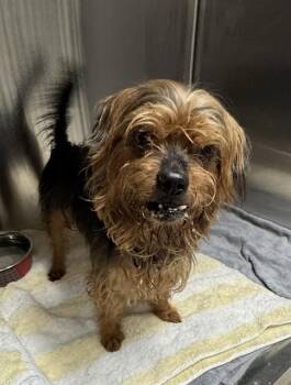 COREY -  Yorkshire Terrier Dog for Adoption in Fort Lauderdale, Florida - COREY | PetCurious