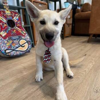 Husky and Mixed Breed Dogs Available for Adoption - SCOOTER (600) | PetCurious
