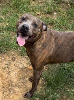 261081  Adrian -  Pit Bull Terrier Dog for Adoption in Wetumpka, Alabama - 261081  Adrian | PetCurious