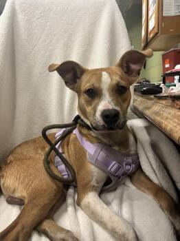 Rescue Pit Bull Terrier and Mixed Breed Dogs for Adoption in Indianapolis, Indiana - XAVIER | PetCurious