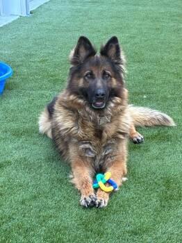 Grizz -  German Shepherd Dog Dog for Adoption in Prineville, Oregon - Grizz | PetCurious
