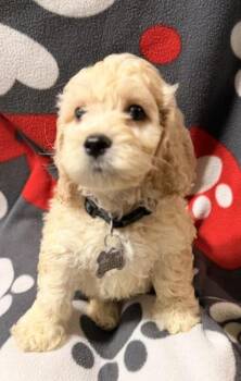 Hoot -  Cocker Spaniel and Bichon Frise Dog for Adoption in Burlington, Wisconsin - Hoot | PetCurious