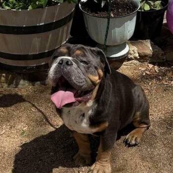 English Bulldog Dogs Available for Adoption - Hank | PetCurious