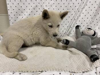 Husky and Mixed Breed Dogs Available for Adoption in Modesto, California - A609893 | PetCurious