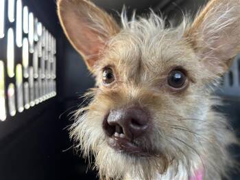 ORALIA -  Terrier Dog for Adoption in San Antonio, Texas - ORALIA | PetCurious
