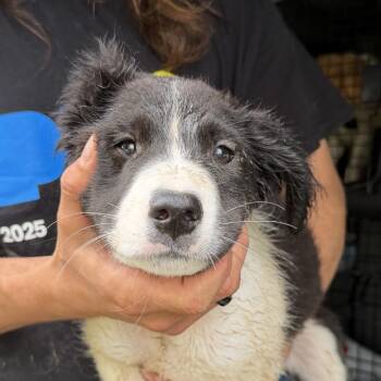 Summit (JN26-33) -  Black Labrador Retriever and Mixed Breed Dog for Adoption in Peyton, Colorado - Summit (JN26-33) | PetCurious