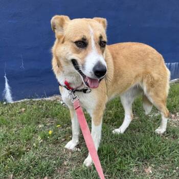 Shepherd Dogs Available for Adoption in Falls Church, Virginia - Thelma | PetCurious