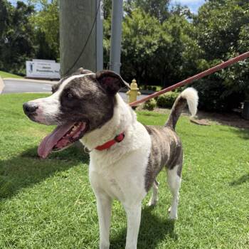 Nate -  Mixed Breed Dog for Adoption in Hendersonville, Tennessee - Nate | PetCurious