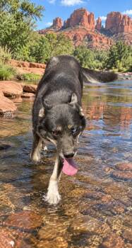 Midnight -  German Shepherd Dog and Husky Dog for Adoption in Lucas, Texas - Midnight | PetCurious