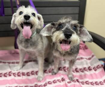 Juno and Pippa -  Miniature Schnauzer Dog for Adoption in New Rochelle, New York - Juno And Pippa | PetCurious