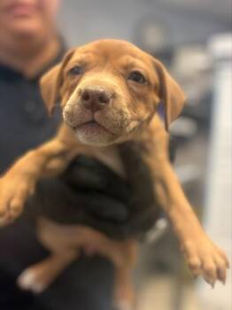 THEODORE -  Terrier and Mixed Breed Dog for Adoption in Stockton, California - THEODORE | PetCurious