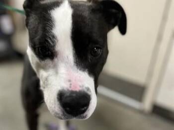 Pit Bull Terrier Dogs Available for Adoption - CHLOE | PetCurious