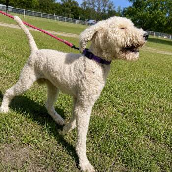 Clifford -  Poodle Dog for Adoption in Sonoma, California - Clifford | PetCurious