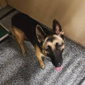Lina -  German Shepherd Dog and Mixed Breed Dog for Adoption in Binghamton, New York - Lina | PetCurious