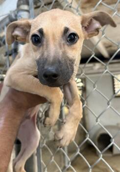 Teddy -  Chihuahua and Terrier Dog for Adoption in New York, New York - Teddy | PetCurious