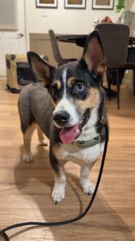 Jackie -  Mixed Breed Dog for Adoption in Athens, Ontario - Jackie | PetCurious