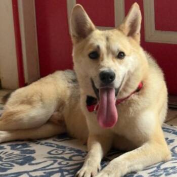 Husky and German Shepherd Dog Dogs Available for Adoption - Duke | PetCurious