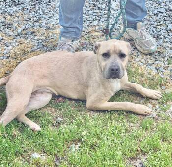 Mixed Breed Dogs Available for Adoption in Elizabethtown, North Carolina - Ban | PetCurious