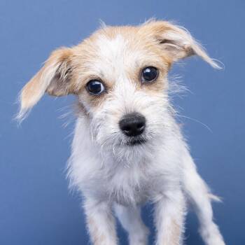 Mixed Breed Dogs Available for Adoption in Franklin, Tennessee - Blondie | PetCurious