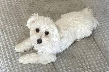 Sissy -  Maltipoo Dog for Adoption in Richardson, Texas - Sissy | PetCurious