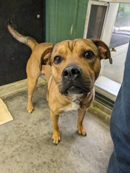 RC Buddy -  English Bulldog and Beagle Dog for Adoption in Aurora, Indiana - RC Buddy | PetCurious
