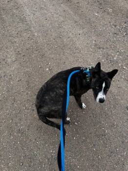 Boxer and Husky Dogs Available for Adoption - Kosher | PetCurious