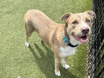 Pit Bull Terrier Dogs Available for Adoption - TRUEMAN | PetCurious