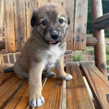 Shepherd Dogs Available for Adoption in Huntsville, Alabama - Hazel | PetCurious