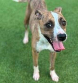 Bauer -  Mixed Breed Dog for Adoption in West Chester, Pennsylvania - Bauer | PetCurious