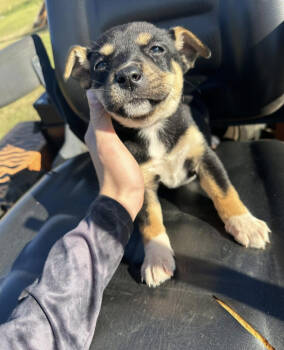 Rescue Australian Shepherd and American Bully Dogs for Adoption in Corinth, Mississippi - Rae 25D-382 | PetCurious
