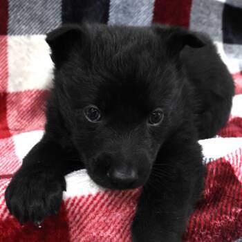 German Shepherd Dog and Black Labrador Retriever Dogs Available for Adoption - Kix D10864 | PetCurious