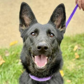 Rescue German Shepherd Dog Dogs for Adoption in Battle Creek, Michigan - Celia | PetCurious
