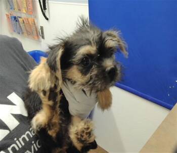 LUCY -  Shih Tzu and Mixed Breed Dog for Adoption in Albuquerque, New Mexico - LUCY | PetCurious