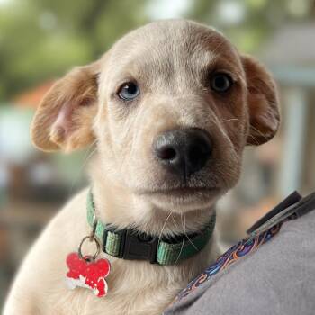 Nixie -  Labrador Retriever and Mixed Breed Dog for Adoption in Boerne, Texas - Nixie | PetCurious