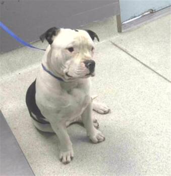 BULLDOZIER -  Pit Bull Terrier Dog for Adoption in Tallahassee, Florida - BULLDOZIER | PetCurious