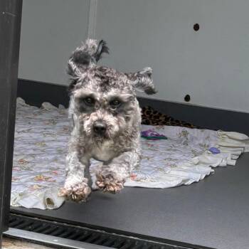 Fanny 4007 -  Mixed Breed Dog for Adoption in Loxahatchee Groves, Florida - Fanny 4007 | PetCurious