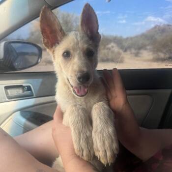 Rocket "Rocky" -  Shepherd Dog for Adoption in Phoenix, Arizona - Rocket "Rocky" | PetCurious