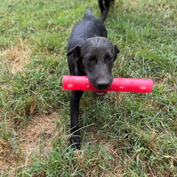Rescue Labrador Retriever Dogs for Adoption in Parrish, Alabama - Millie | PetCurious