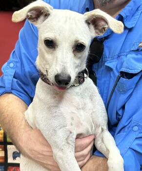 Rescue Terrier and Whippet Dogs for Adoption in Llano, Texas - Wanda | PetCurious