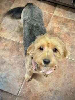 Yorkshire Terrier Dogs Available for Adoption in Warwick, Rhode Island - Cher EG In MS | PetCurious