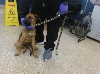 BENGI -  Terrier Dog for Adoption in Doral, Florida - BENGI | PetCurious