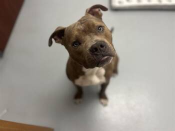 Pit Bull Terrier Dogs Available for Adoption - OLIVER | PetCurious