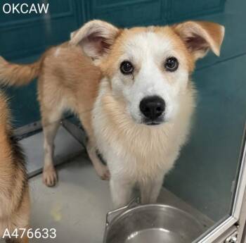 A476633 -  Australian Shepherd and Mixed Breed Dog for Adoption in Oklahoma City, Oklahoma - A476633 | PetCurious