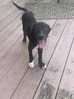 Rescue Terrier Dogs for Adoption in San Antonio, Texas - NEMO | PetCurious