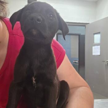 Black Labrador Retriever Dogs Available for Adoption in Clanton, Alabama - Champ | PetCurious