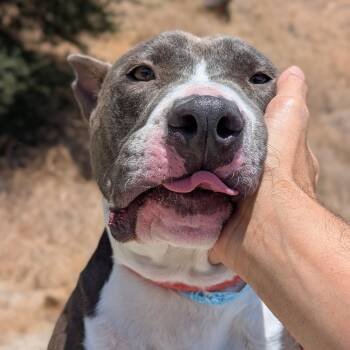 Kensington* -  Pit Bull Terrier Dog for Adoption in San Gabriel, California - Kensington* | PetCurious