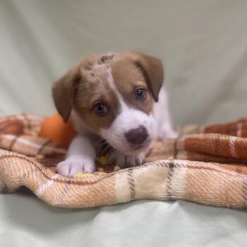 Rudolph -  Mixed Breed and Shepherd Dog for Adoption in Jacksboro, Tennessee - Rudolph | PetCurious