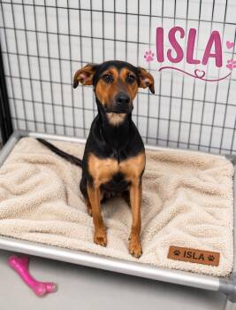 Doberman Pinscher Dogs Available for Adoption in Momence, Illinois - Isla | PetCurious